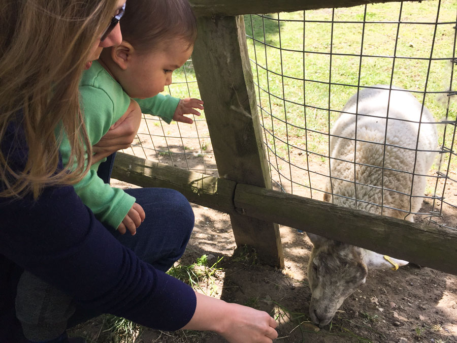 Feeding goats with Mama