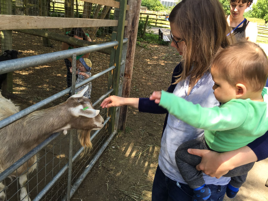 Feeding goats with Mama